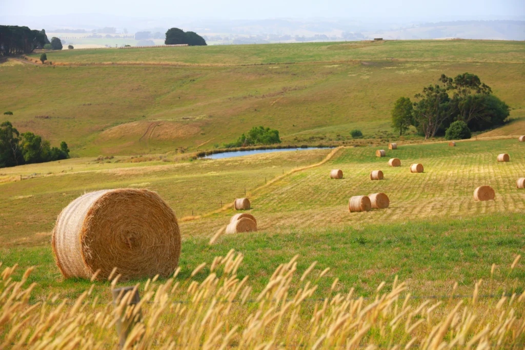 agriculture marketing agency 